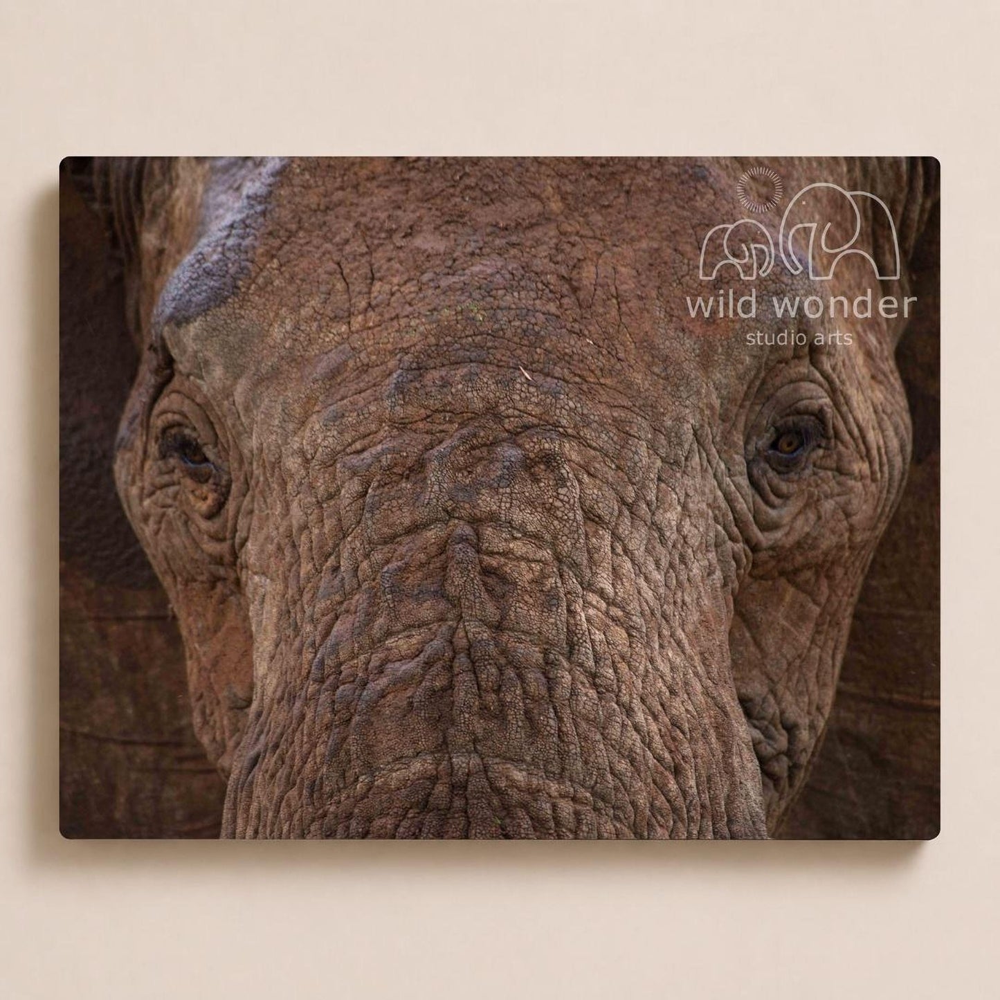 A close-up photograph of the face of an elephant, with its large, wrinkled skin and expressive eyes visible.