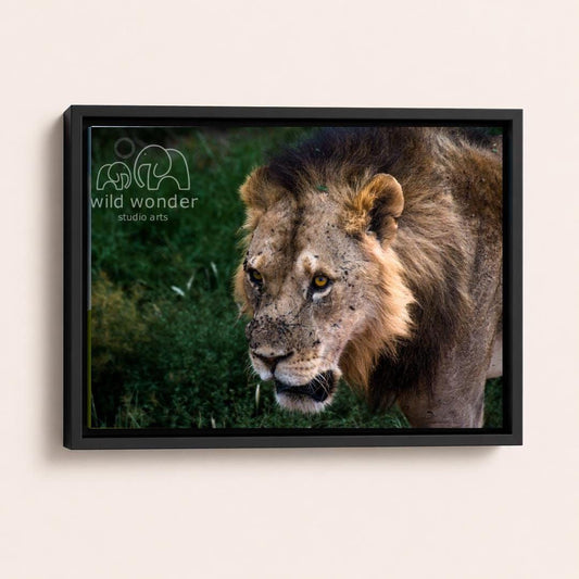 A framed photograph of a lion in a grassy field, with the logo of "wild wonder studio arts" visible in the top left corner.