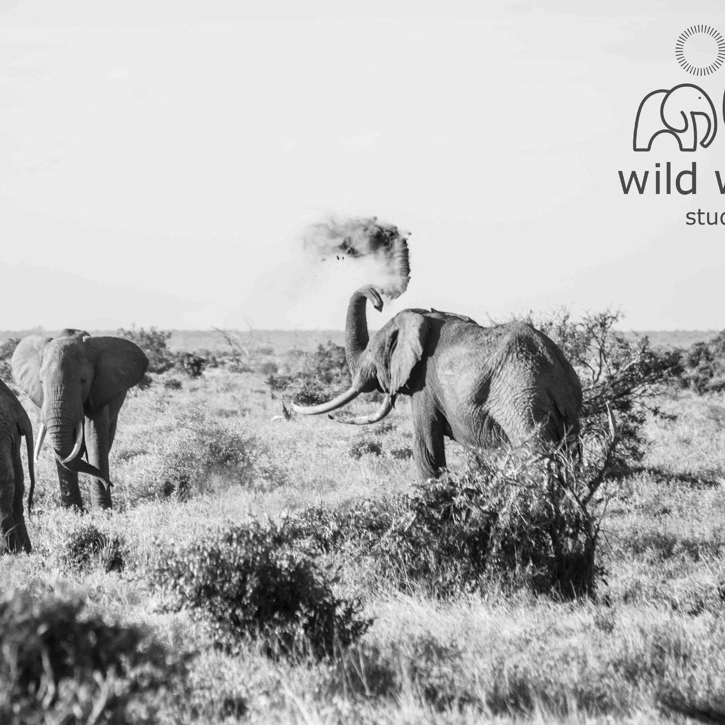 A black and white image of three elephants in a field, with one elephant raising its trunk in the air.