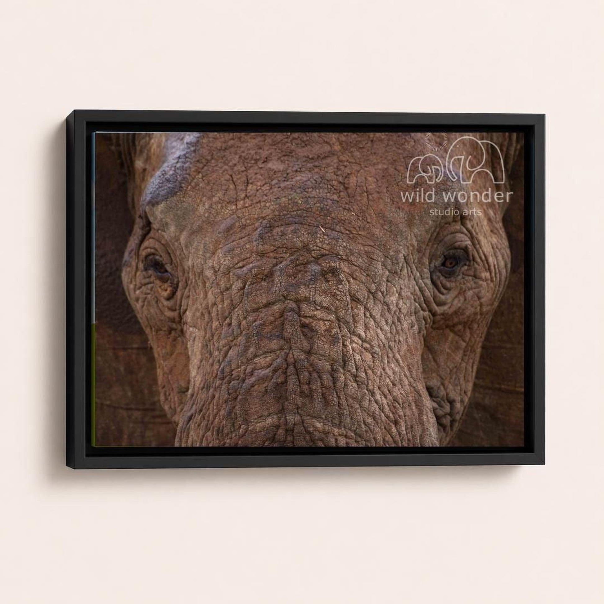 A close-up photograph of an elephant's face, with its large eyes and wrinkled skin visible.