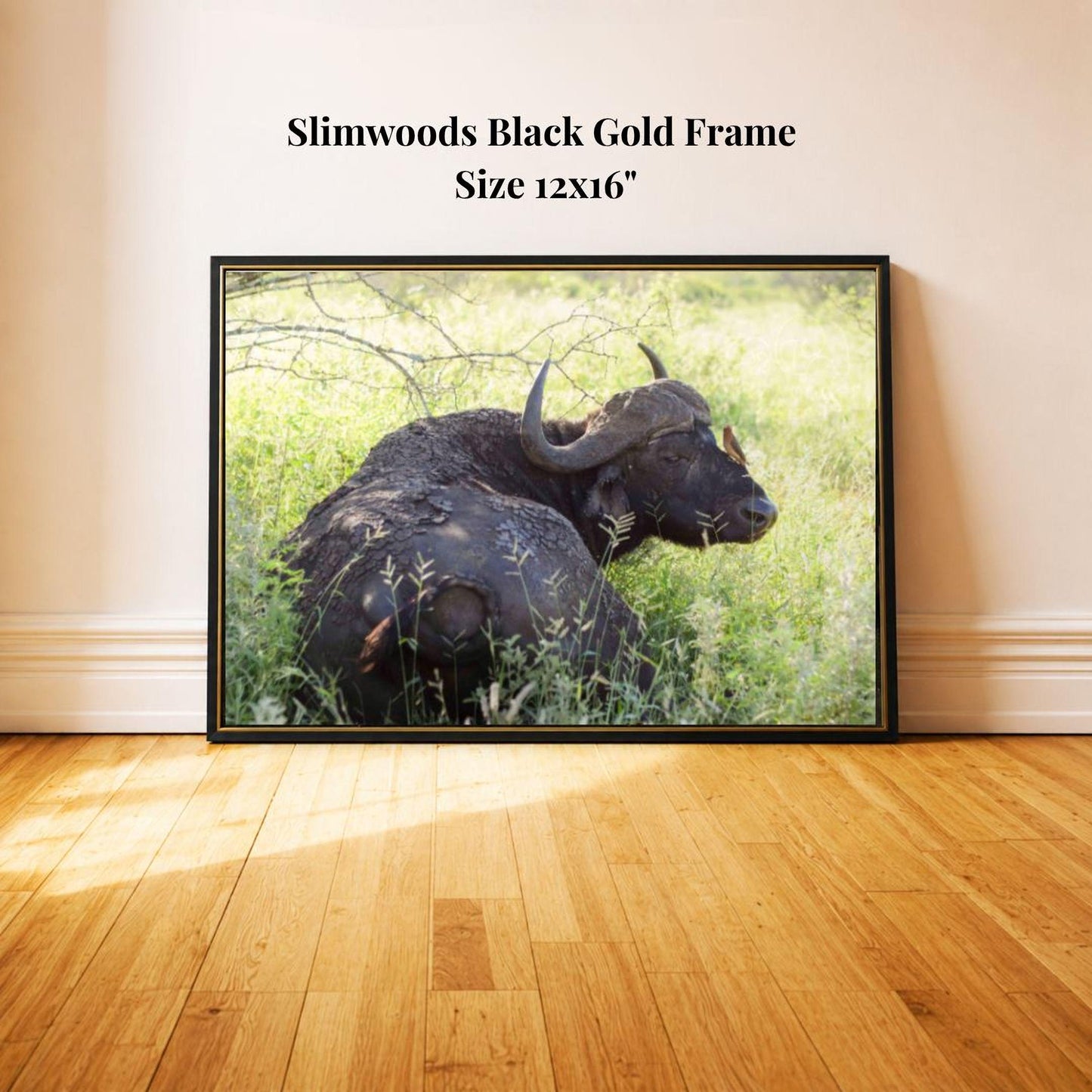 A black buffalo resting in a grassy field.