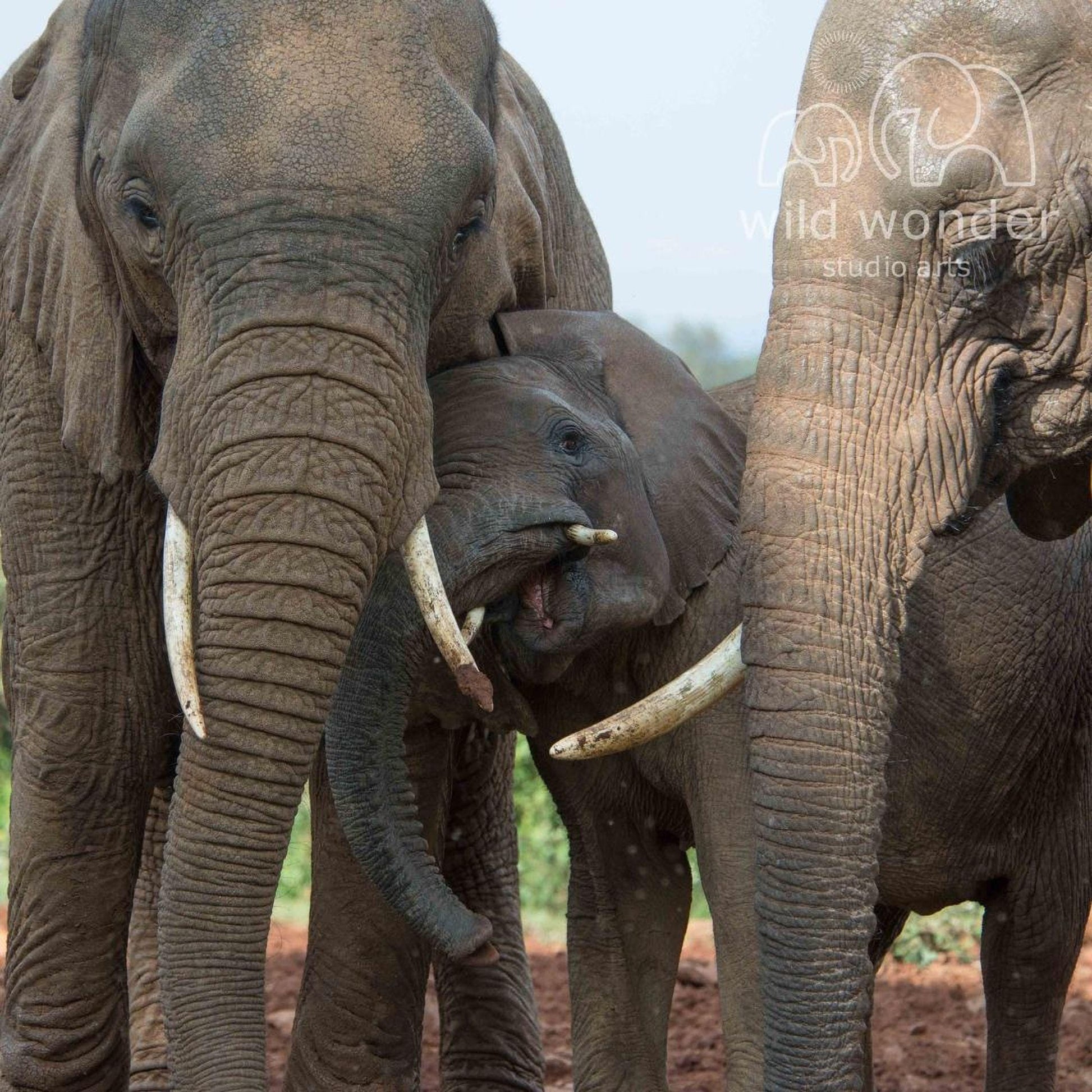 A family of elephants, including a large adult elephant and a smaller baby elephant, standing together in a natural setting.