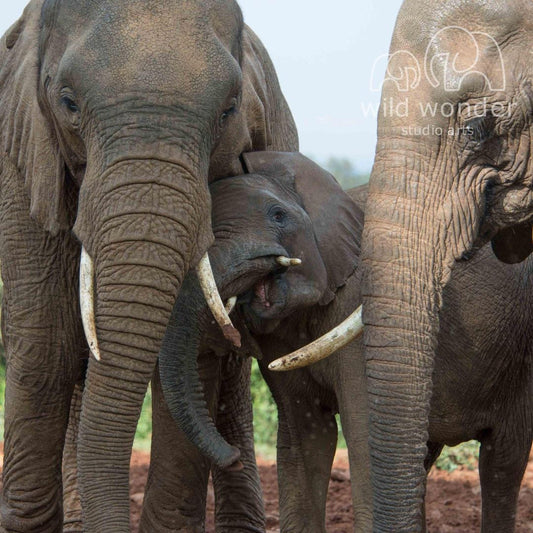 A family of elephants, including a large adult elephant and a smaller baby elephant, standing together in a natural setting.