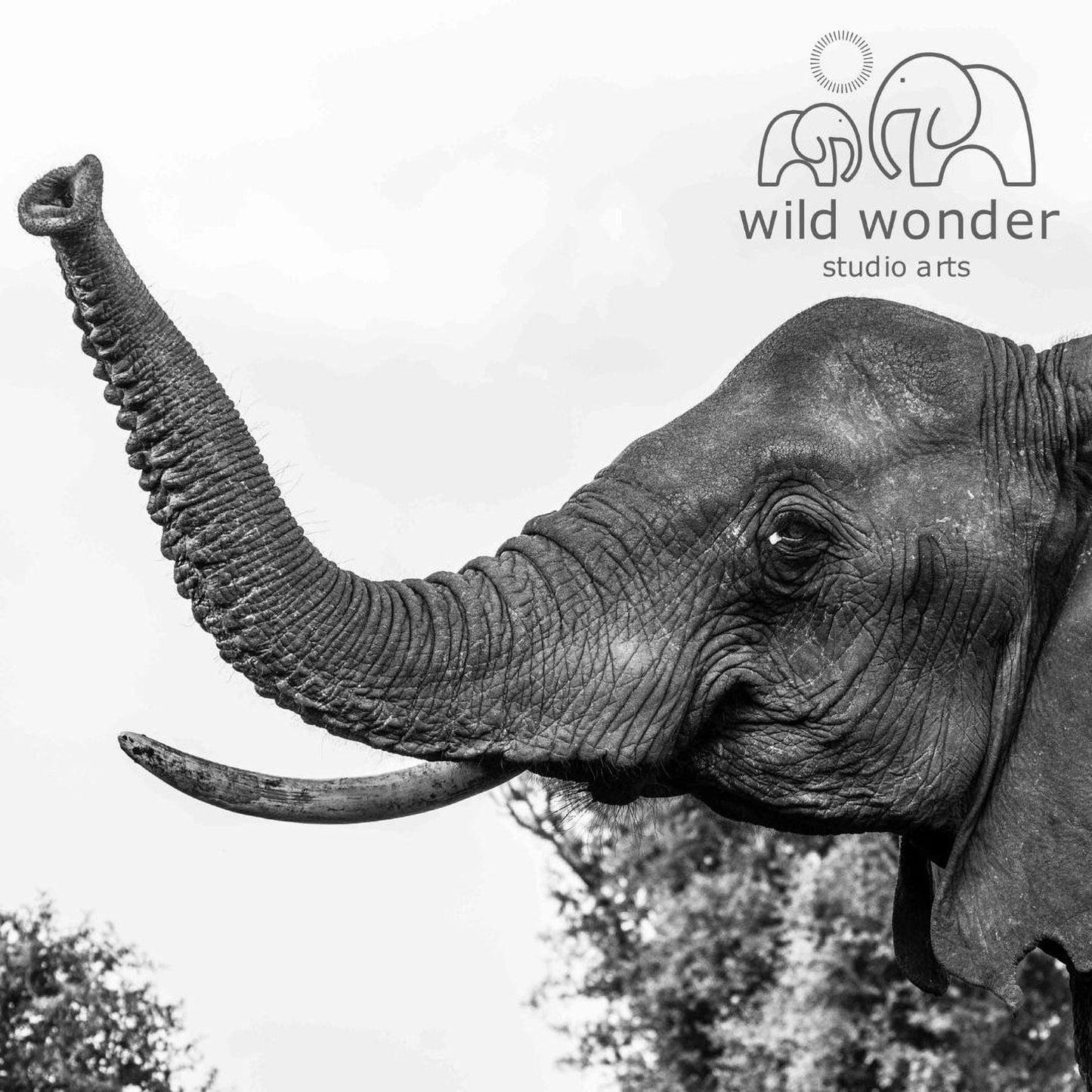 A close-up black and white image of an elephant's trunk and tusk, with the text "wild wonder studio arts" in the top right corner.