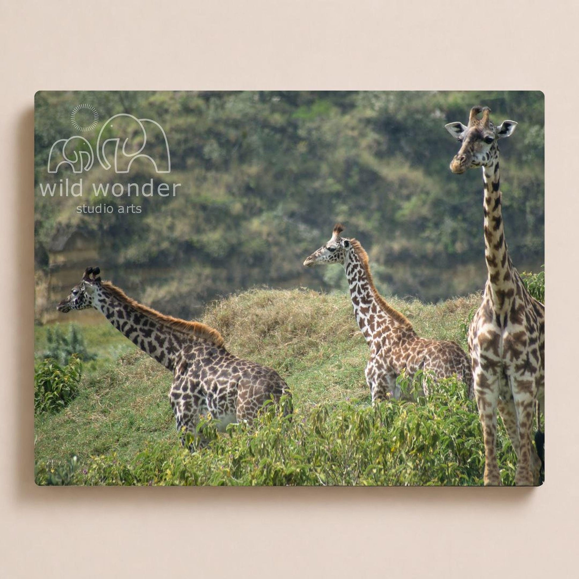 Three giraffes standing in a grassy field with trees in the background.