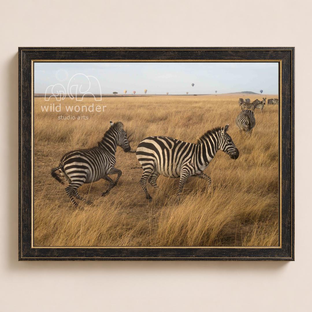 A framed photograph of two zebras in a grassy field, with a few other zebras visible in the background.