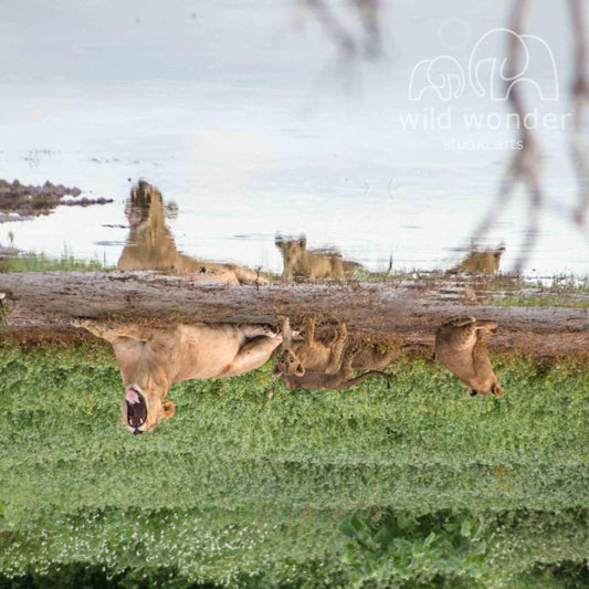 A group of lions resting on the grassy bank of a river, with one lion lying on its back and others standing nearby.