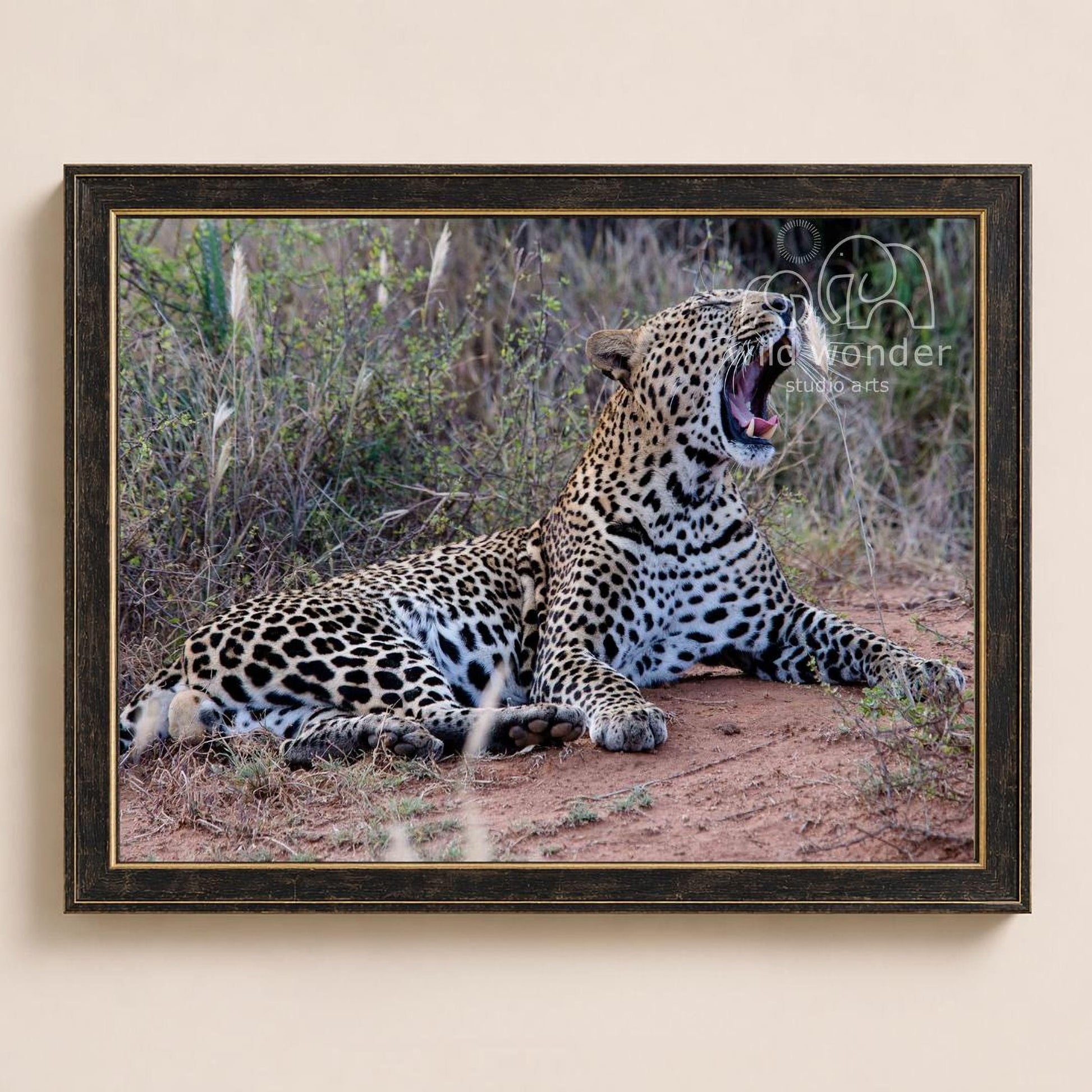 A leopard is lying on the ground, with its mouth open, in a natural setting with tall grass and vegetation.