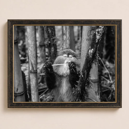 A monkey is sitting in a forest, holding a stick in its mouth.