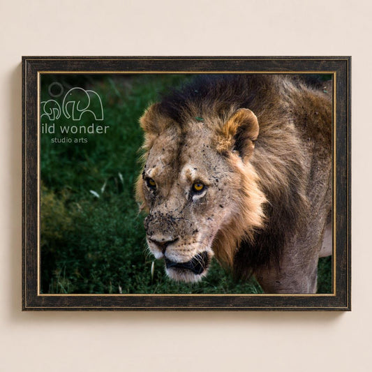A close-up photograph of a majestic lion standing in a grassy field, with the text "LILD WONDER STUDIO ARTS" visible in the image.