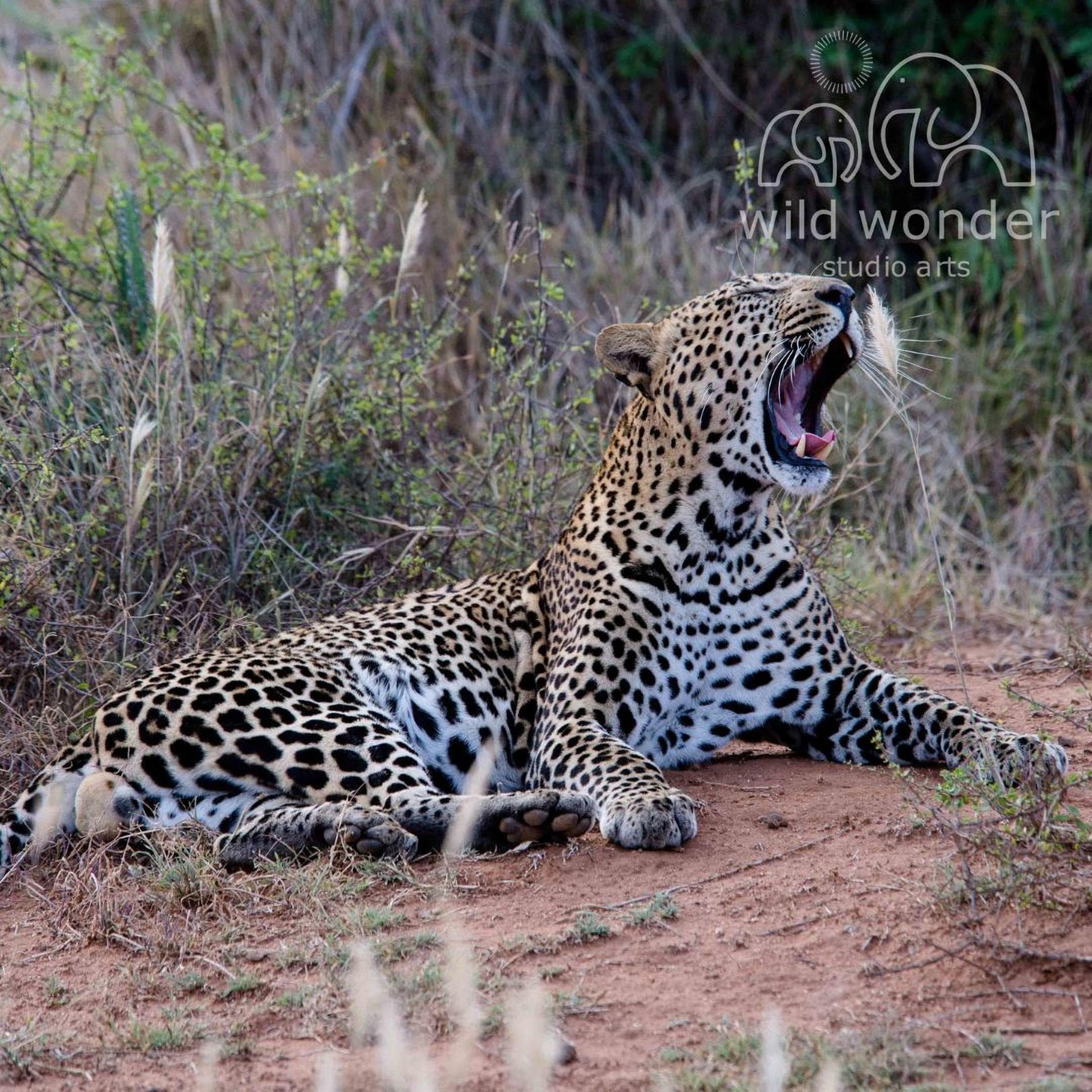 A leopard is lying on the ground with its mouth open, appearing to be yawning or roaring.