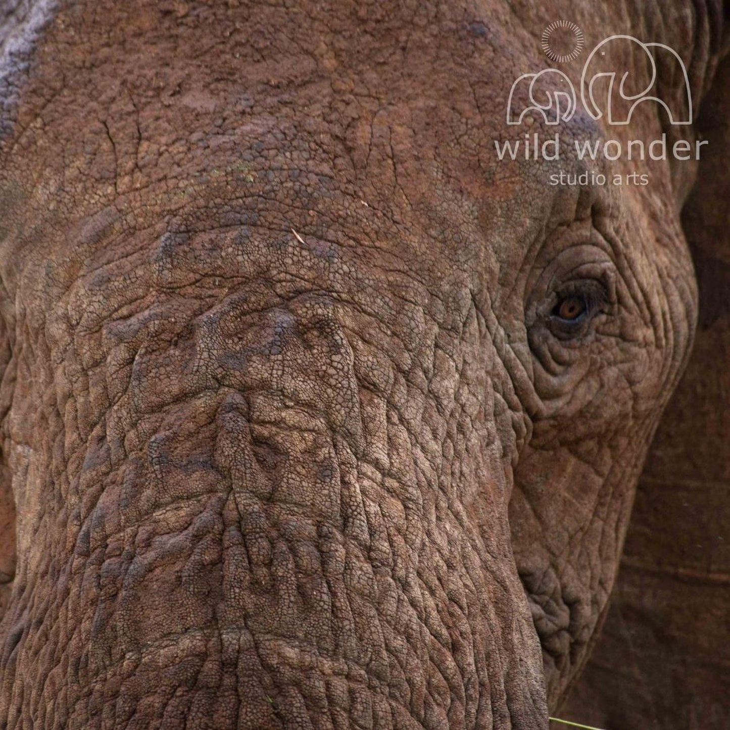 A close-up view of the wrinkled and textured skin of an elephant's head, with a blurred background that appears to be a studio or art setting.