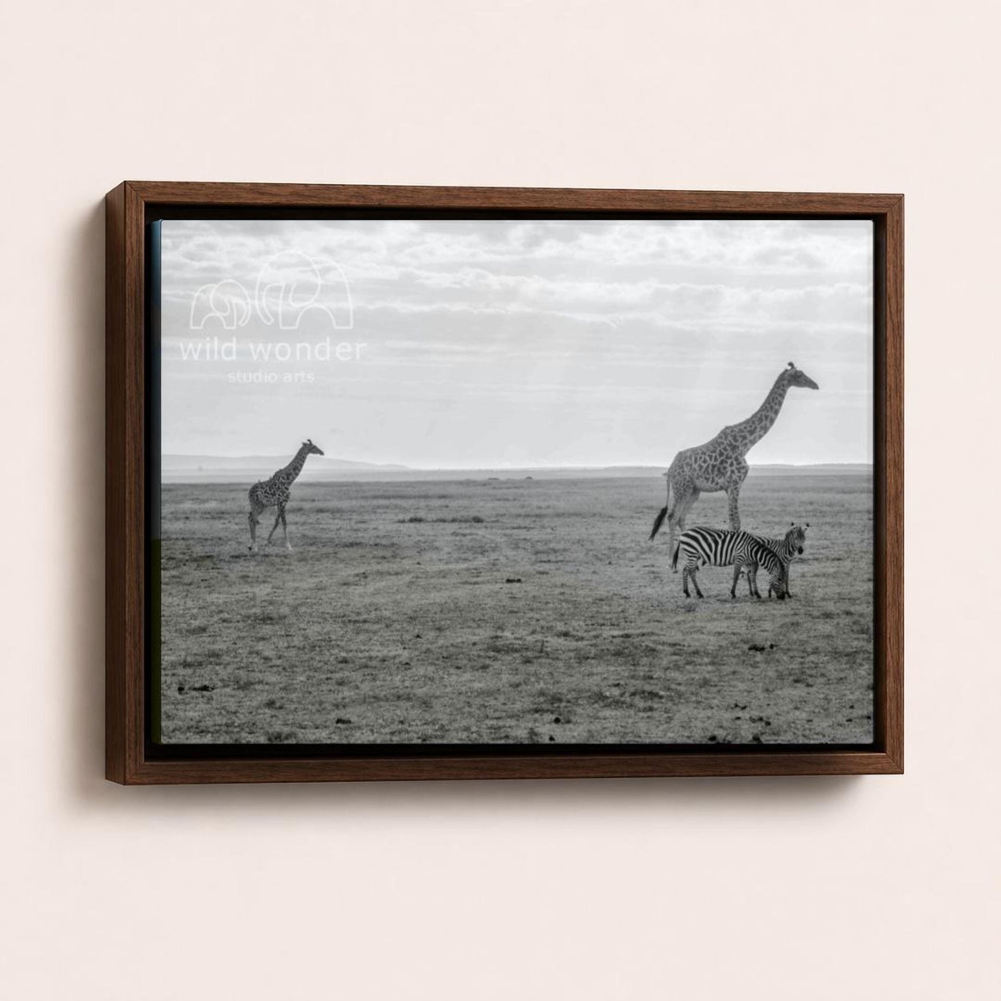A black and white photograph of two giraffes and a zebra standing in a grassy field, with a cloudy sky in the background.