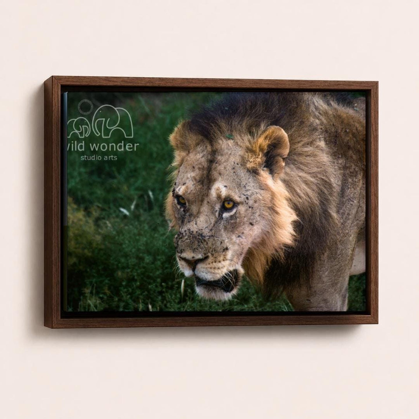 A framed photograph of a lion in a grassy field, with the text "wild wonder studio arts" visible in the frame.