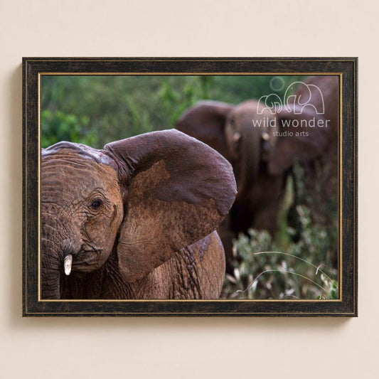 A framed photograph of two elephants in a natural setting, with the text "wild wonder studio arts" visible in the frame.