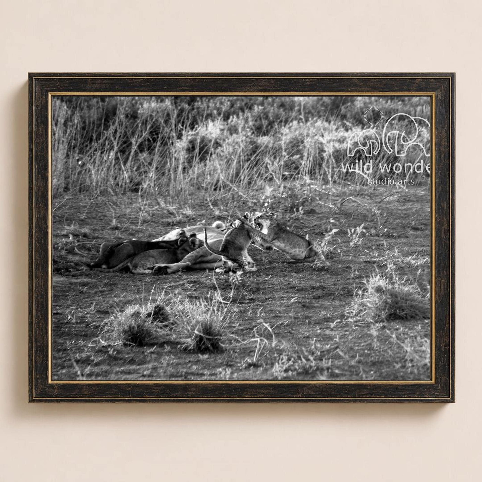 A black and white photograph of a group of lions resting in a grassy field.