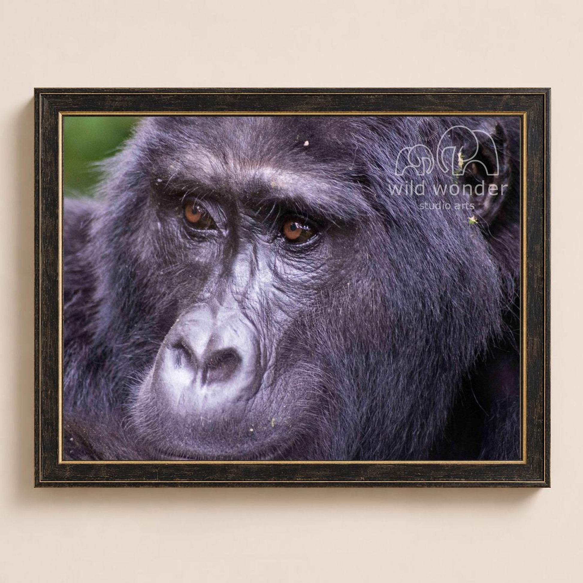 A close-up portrait of a gorilla, with its dark fur and intense gaze captured in a framed photograph.