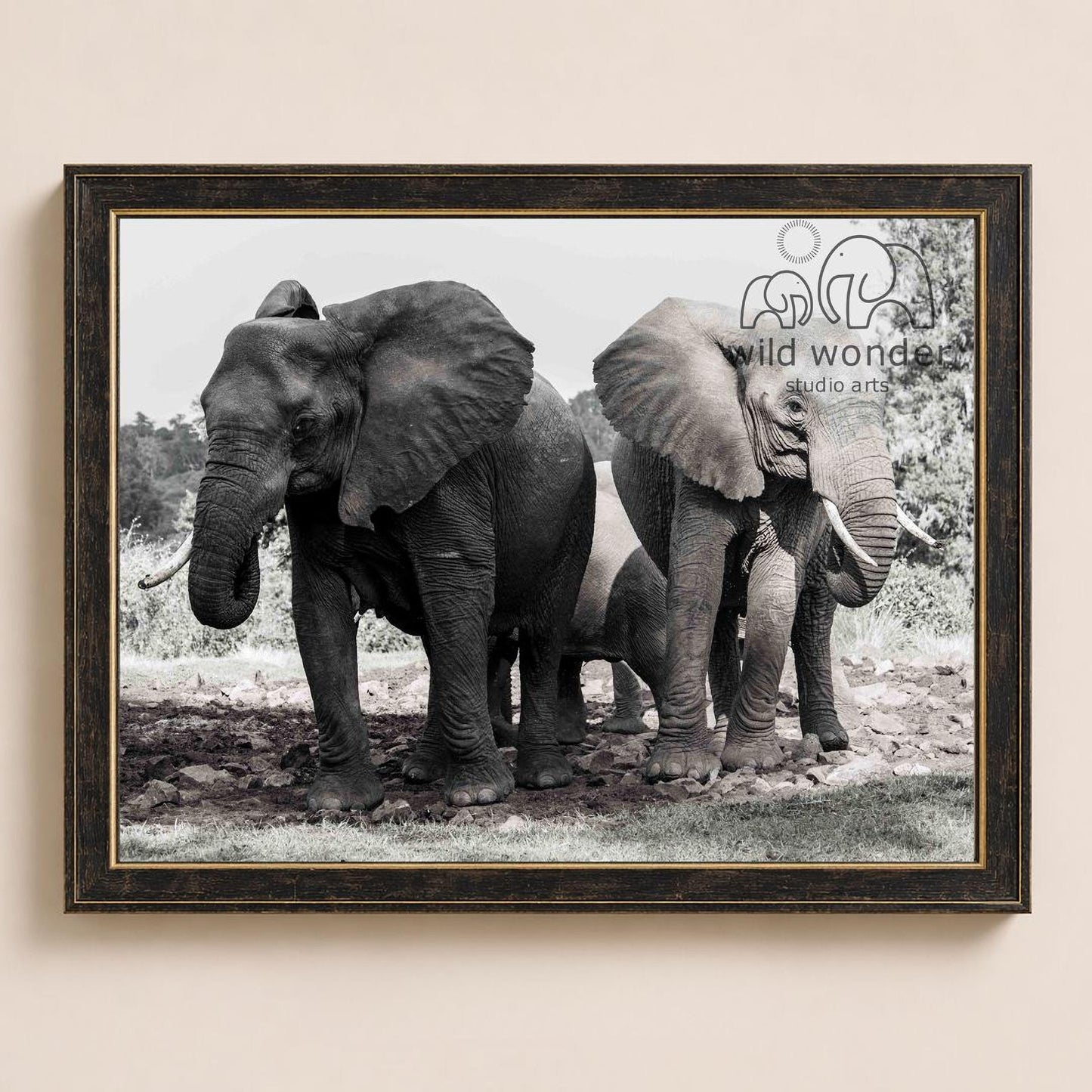 A black and white photograph of two elephants standing in a grassy area, with a third elephant partially visible in the background.