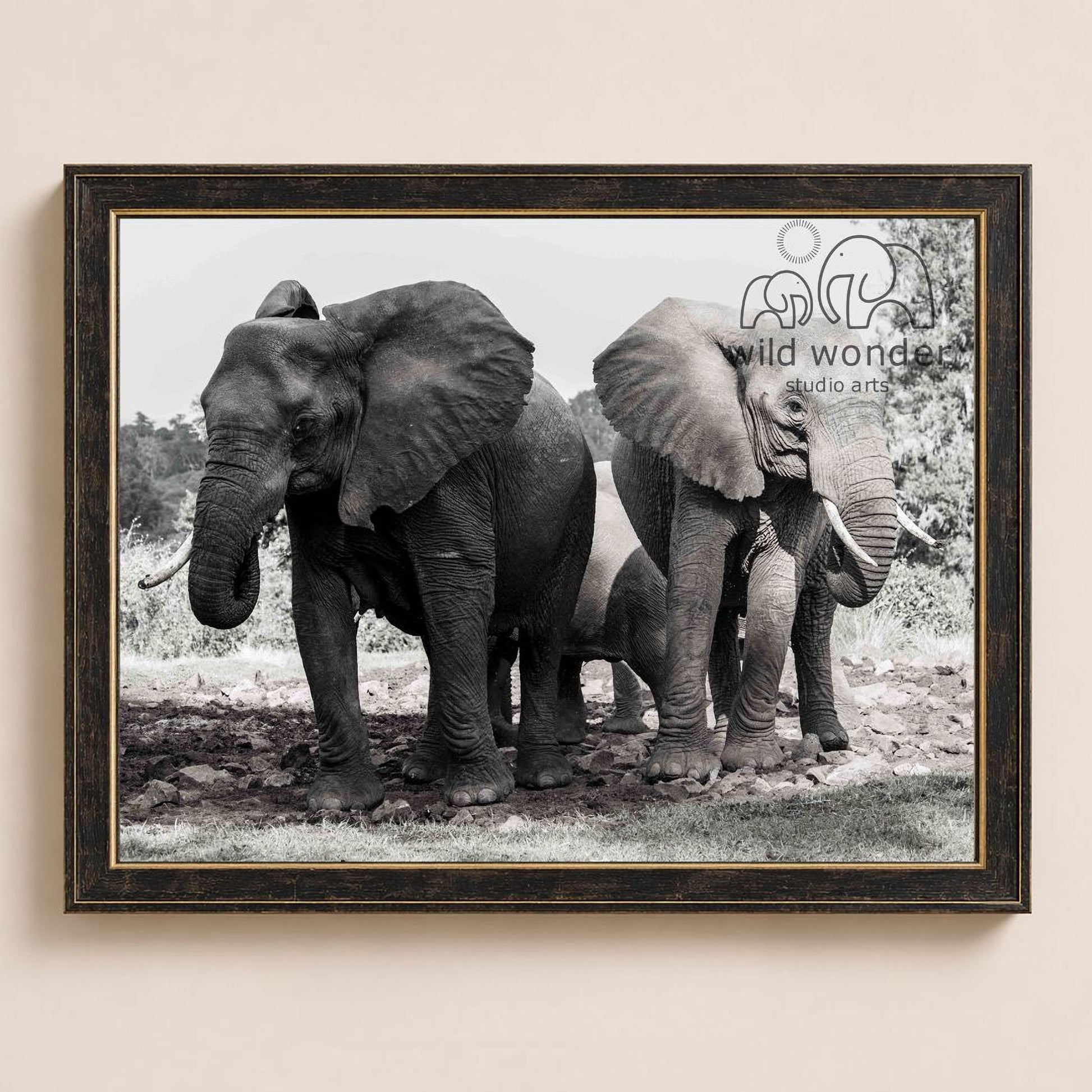 A black and white photograph of two elephants standing in a grassy area, with a third elephant partially visible in the background.