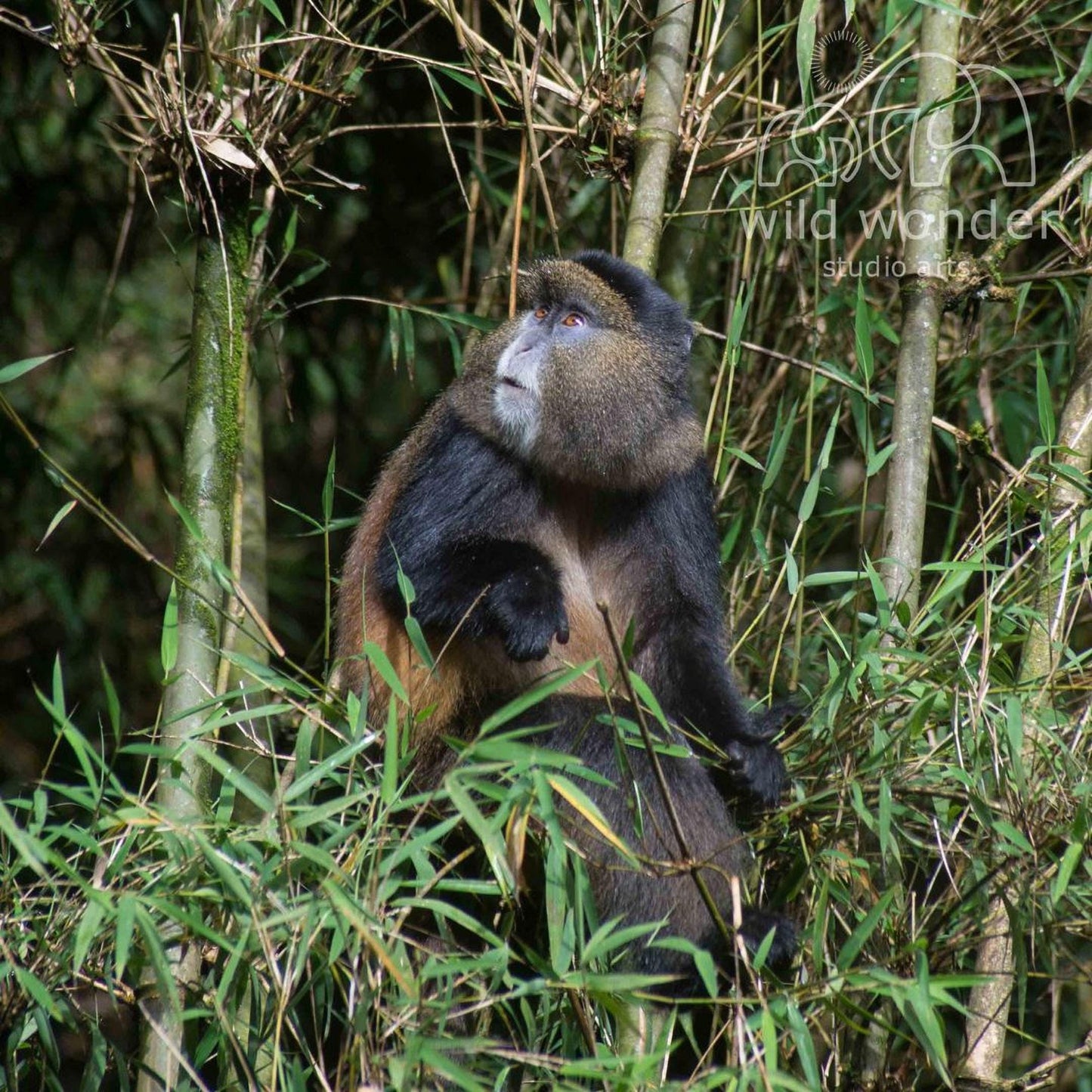 A brown and black monkey is perched on a tree branch in a lush, green forest.