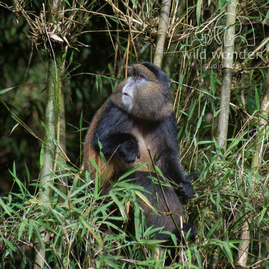 A brown and black monkey is perched on a tree branch in a lush, green forest.