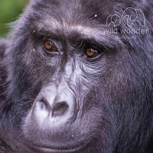 A close-up of a gorilla's face, with its large, expressive eyes and distinctive facial features clearly visible.
