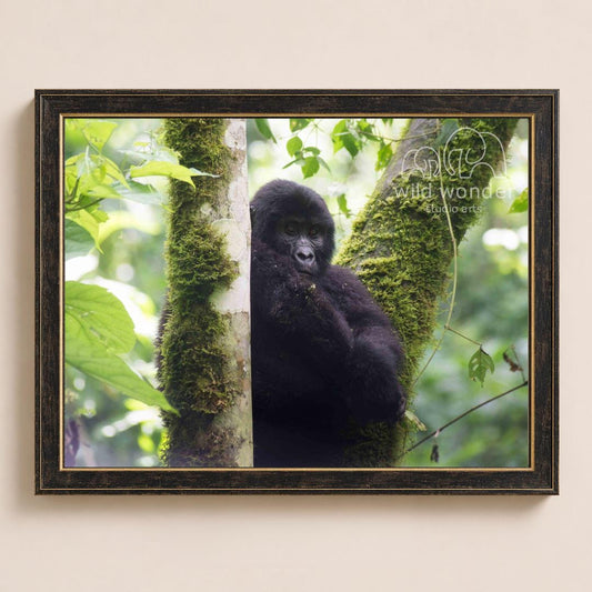 A black gorilla is sitting on a mossy tree trunk in a lush, green forest environment.