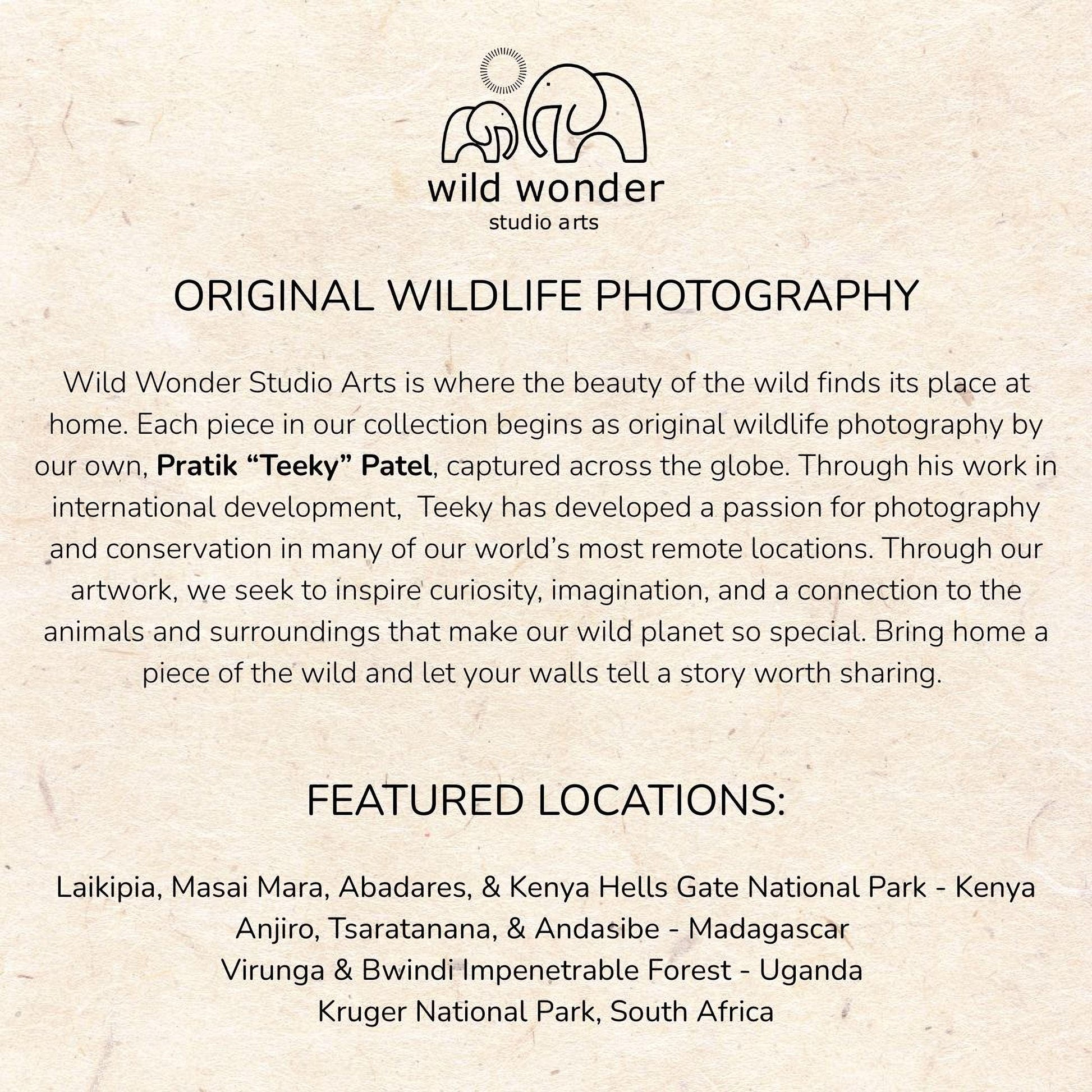 The image is a collection of wildlife photography pieces from various locations around the world, showcasing the beauty of the wild and the passion for photography in different environments.