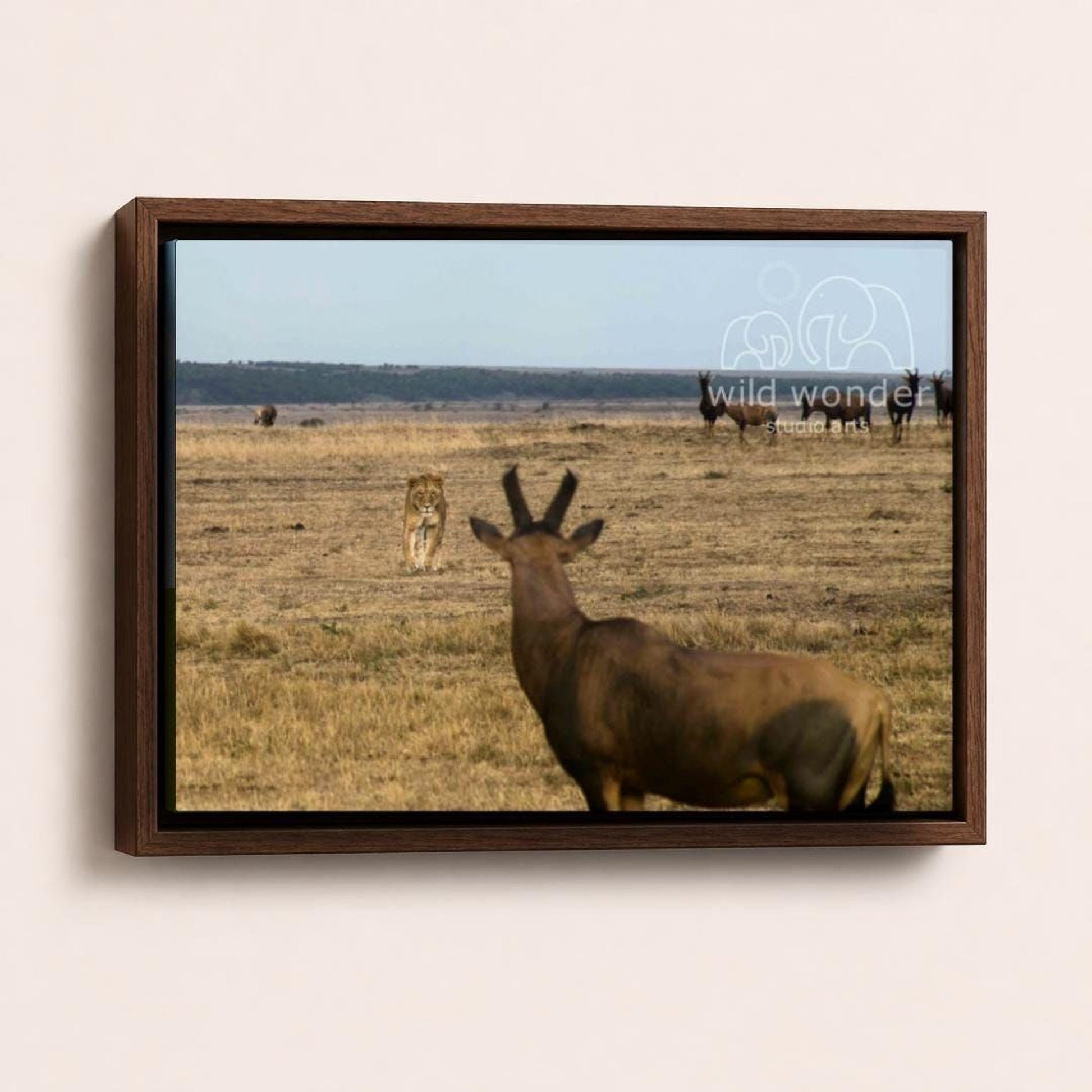 A lion stands in the foreground, facing a group of antelopes in the background, in a grassy field.