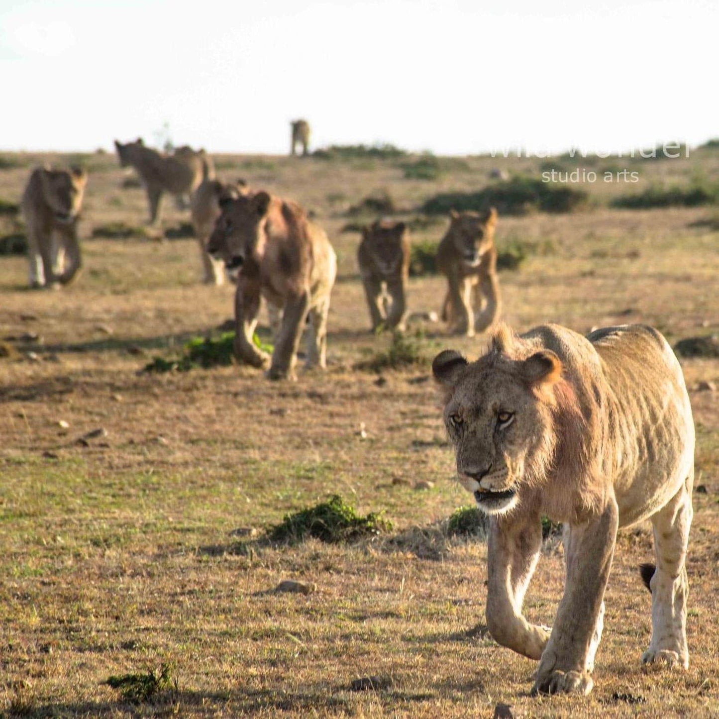 A group of lions walking across a grassy plain, with one lion in the foreground looking directly at the camera.