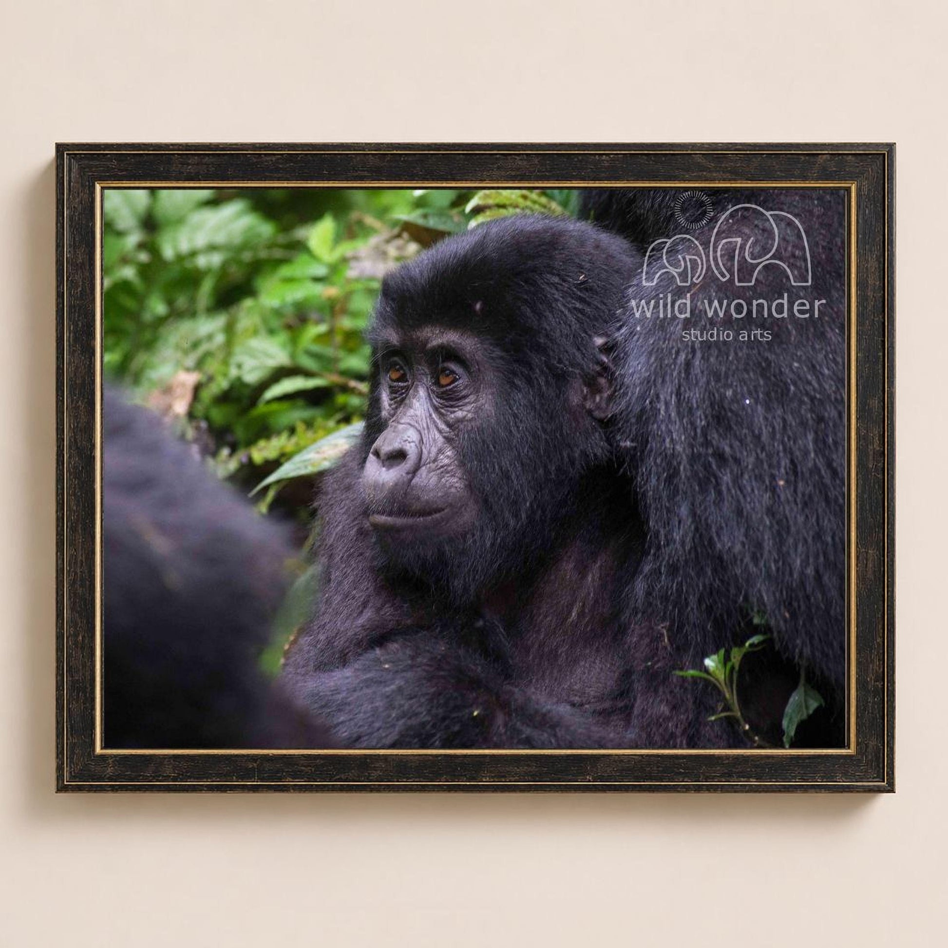 A young gorilla sits in a lush, green forest, its dark fur contrasting with the vibrant foliage.