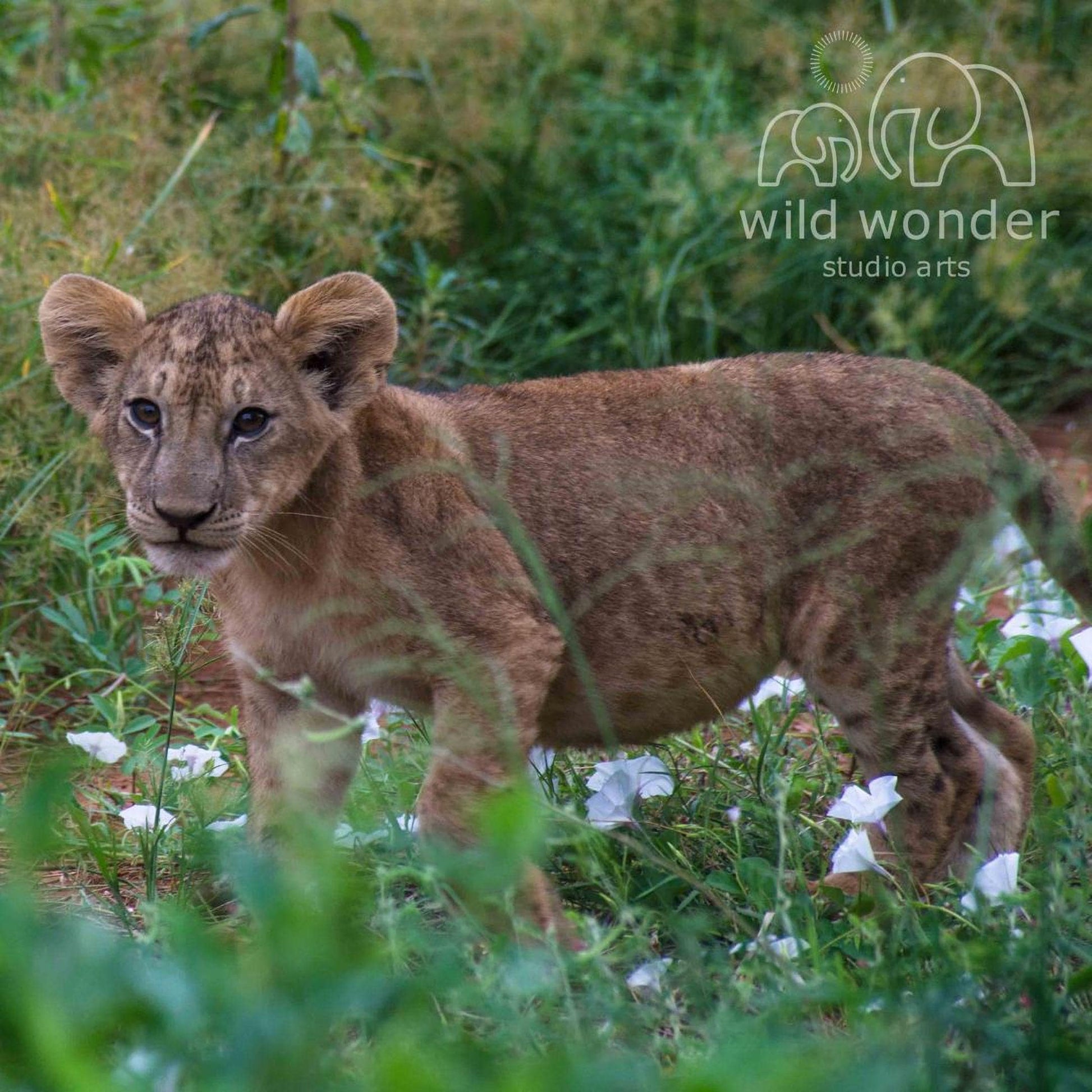 A young lion cub standing in a grassy area with white flowers, surrounded by lush greenery.