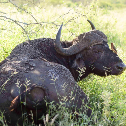 A large horned animal, possibly a buffalo or a bison, resting in a grassy field with its head down.