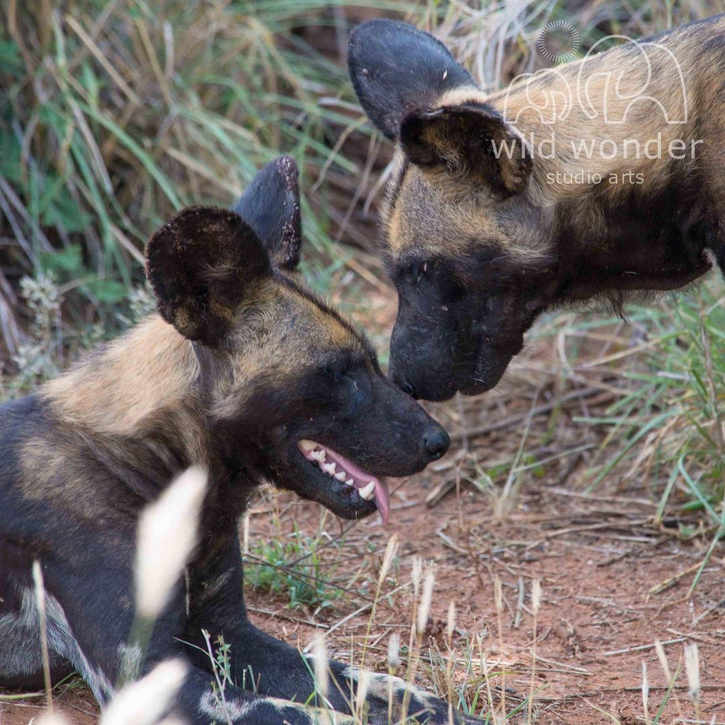 Two hyenas resting in a grassy area, one with its mouth open and the other with its head lowered.