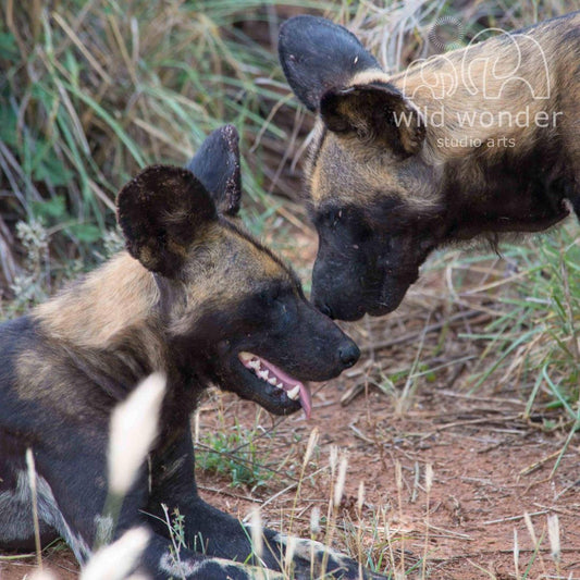 Two hyenas resting in a grassy area, one with its mouth open and the other with its head lowered.