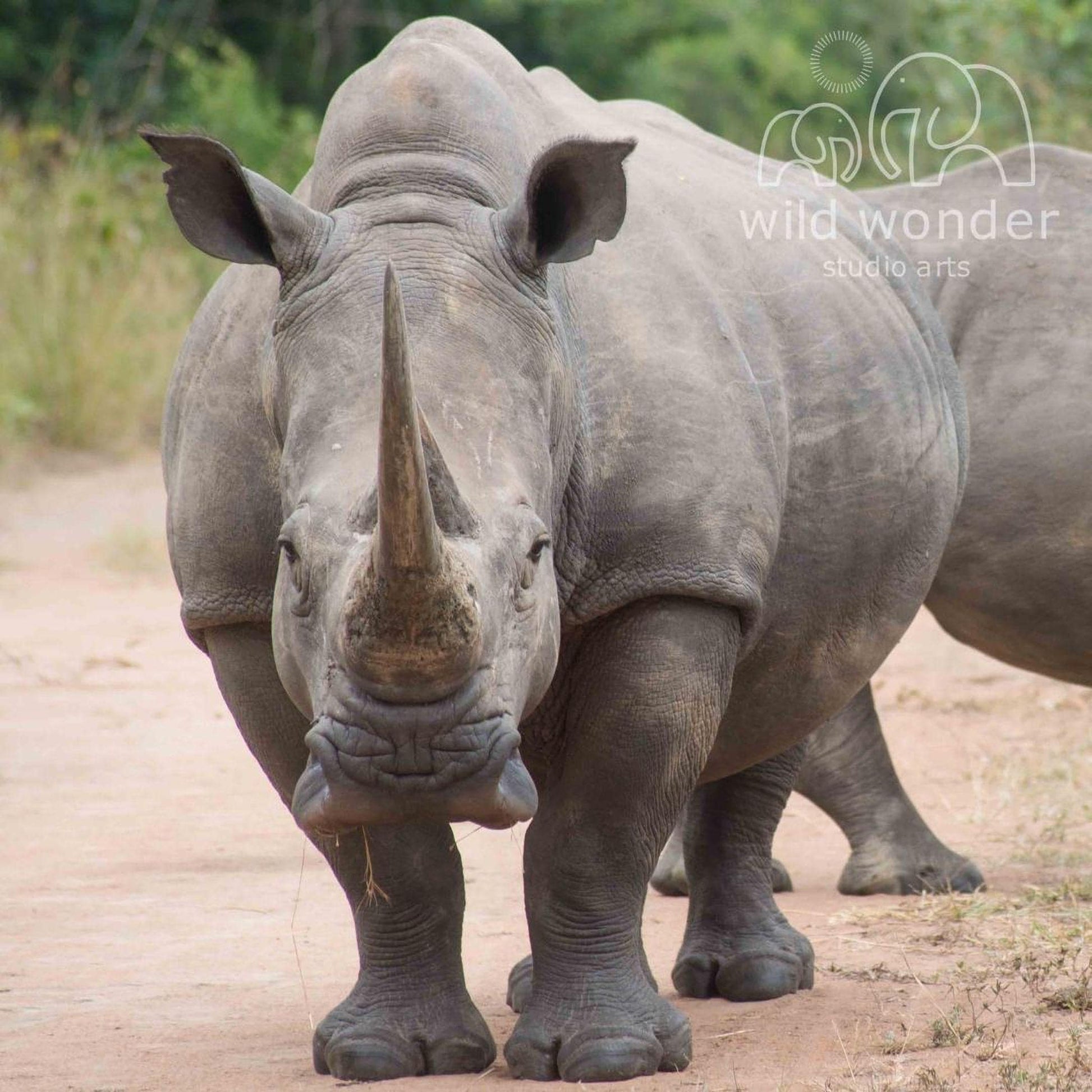 A rhinoceros with a long horn stands on a dirt path, facing the camera.