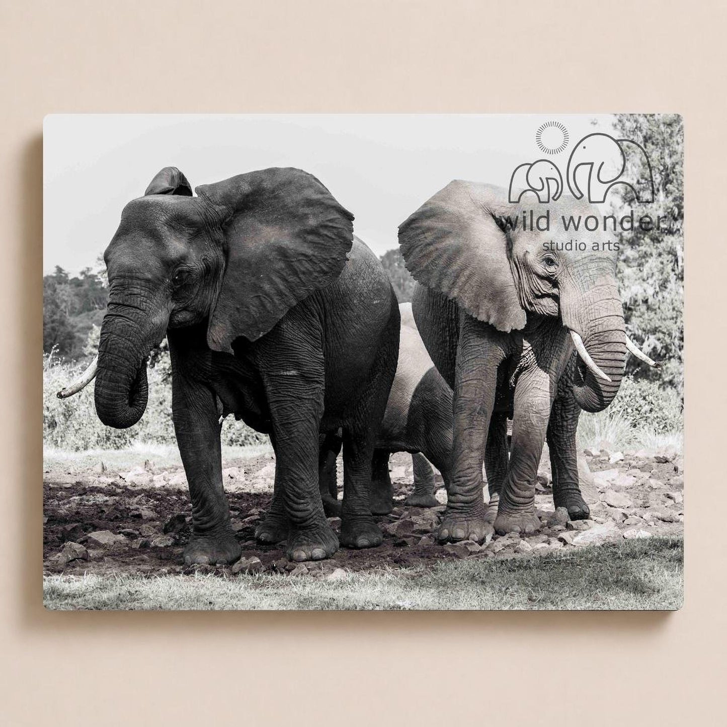 A black and white photograph of two elephants standing together in a natural setting, with trees and grass in the background.