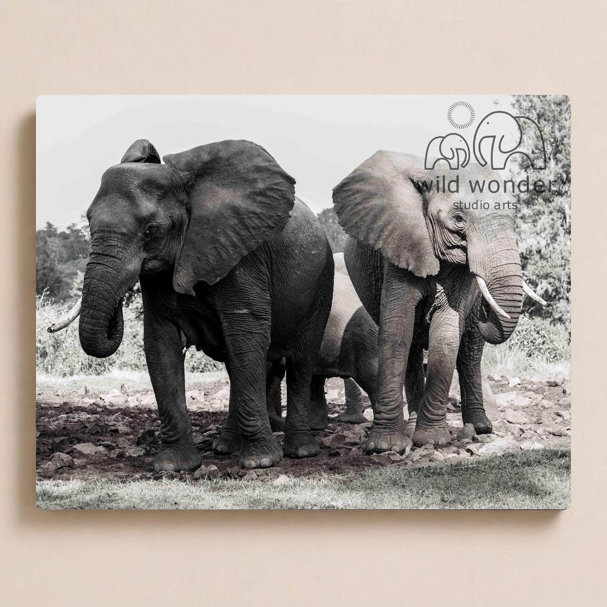 A black and white photograph of two elephants standing together in a natural setting, with trees and grass in the background.