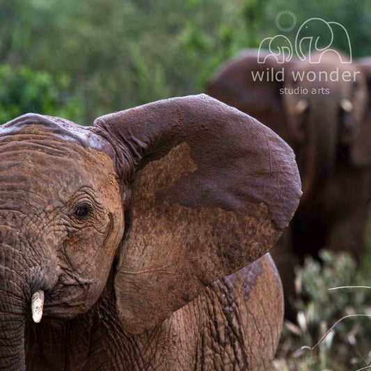 A close-up of an elephant's ear, with another elephant partially visible in the background.