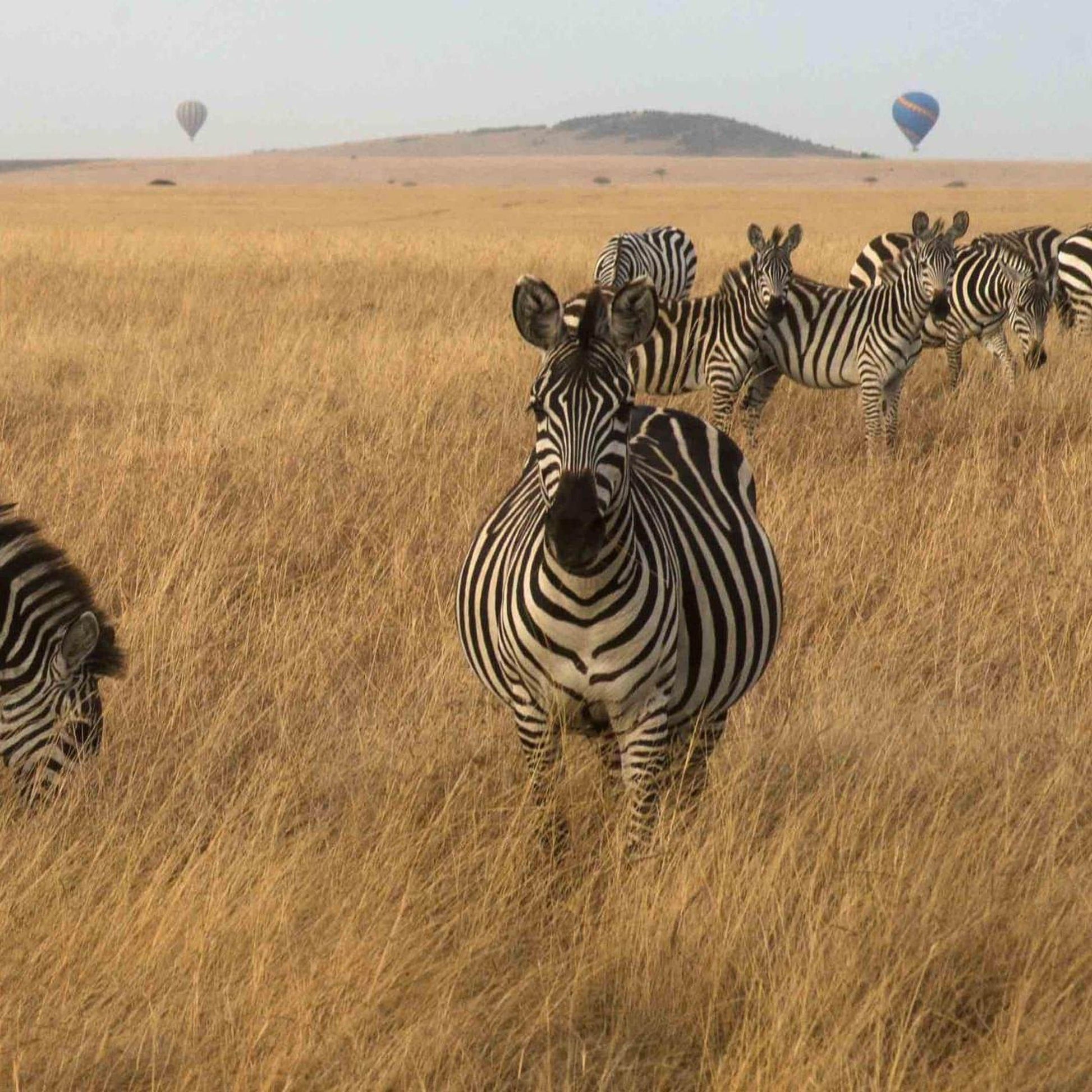 A herd of zebras grazing in a dry grass field, with two hot air balloons visible in the distance.