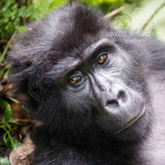 A close-up portrait of a gorilla with a thoughtful expression, surrounded by lush greenery.