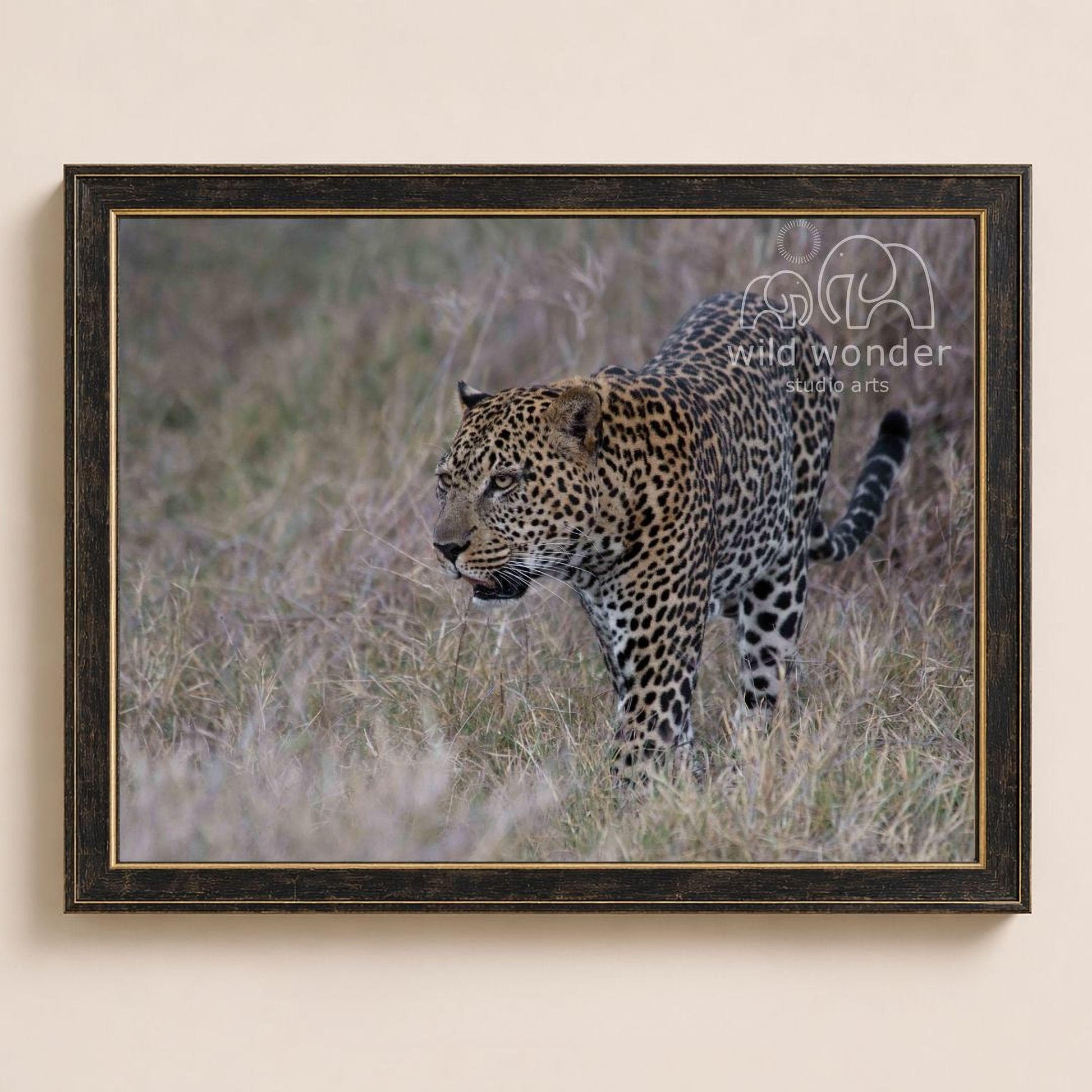 A leopard walking through tall grass in the wild.