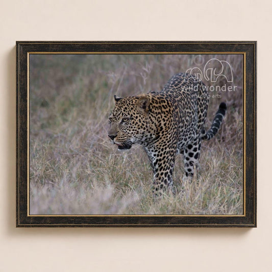 A leopard walking through tall grass in the wild.