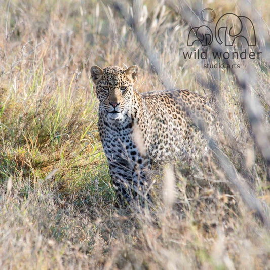 A leopard standing in tall grass, facing the camera with a focused expression.
