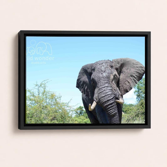 A large gray elephant with tusks stands in a lush green forest, its massive form contrasting with the surrounding foliage.