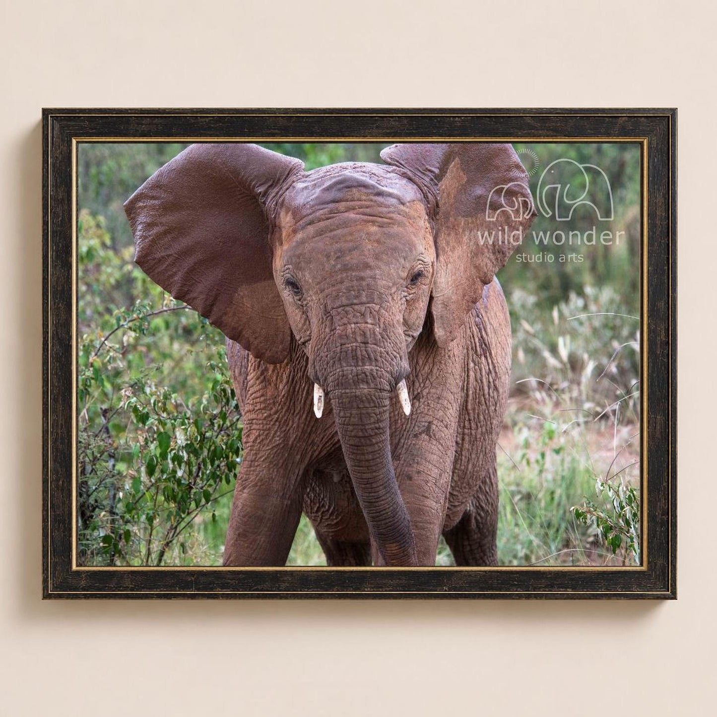 A large elephant with its ears spread wide, standing in a lush, green environment with trees and bushes in the background.