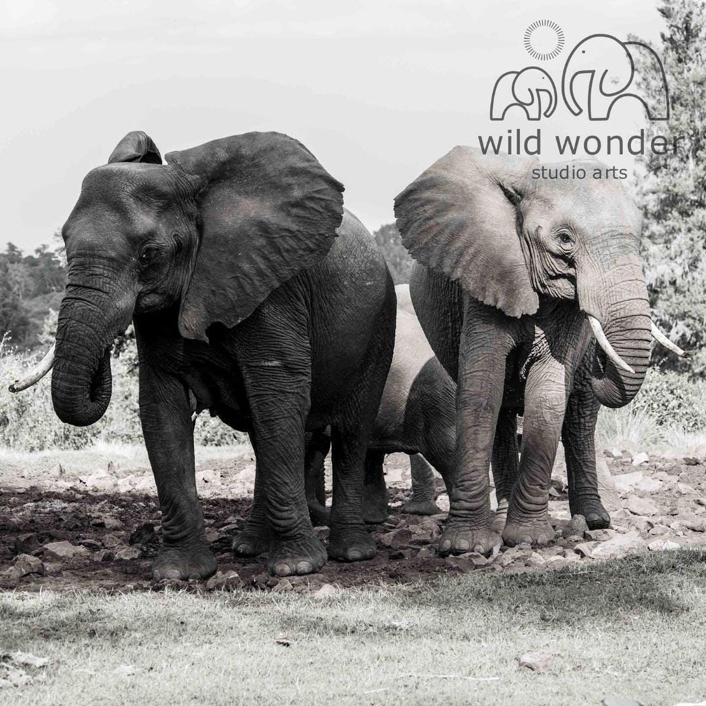 A black and white photograph of two elephants standing in a grassy field, with a studio arts logo in the background.