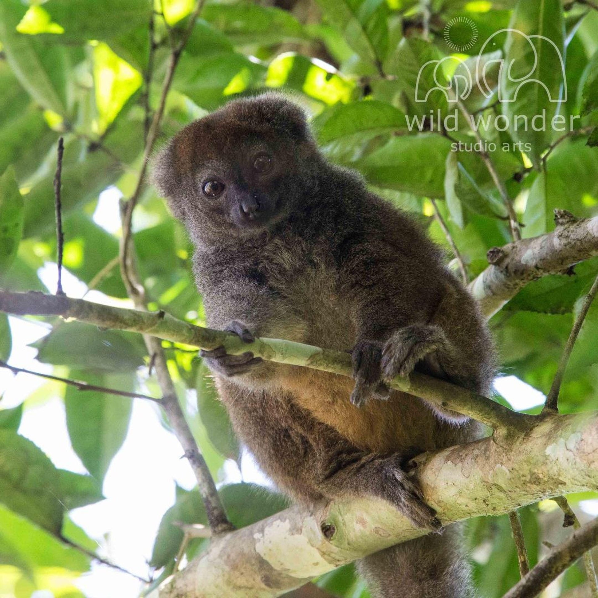 A close-up image of a lemur perched on a tree branch, surrounded by lush green foliage.