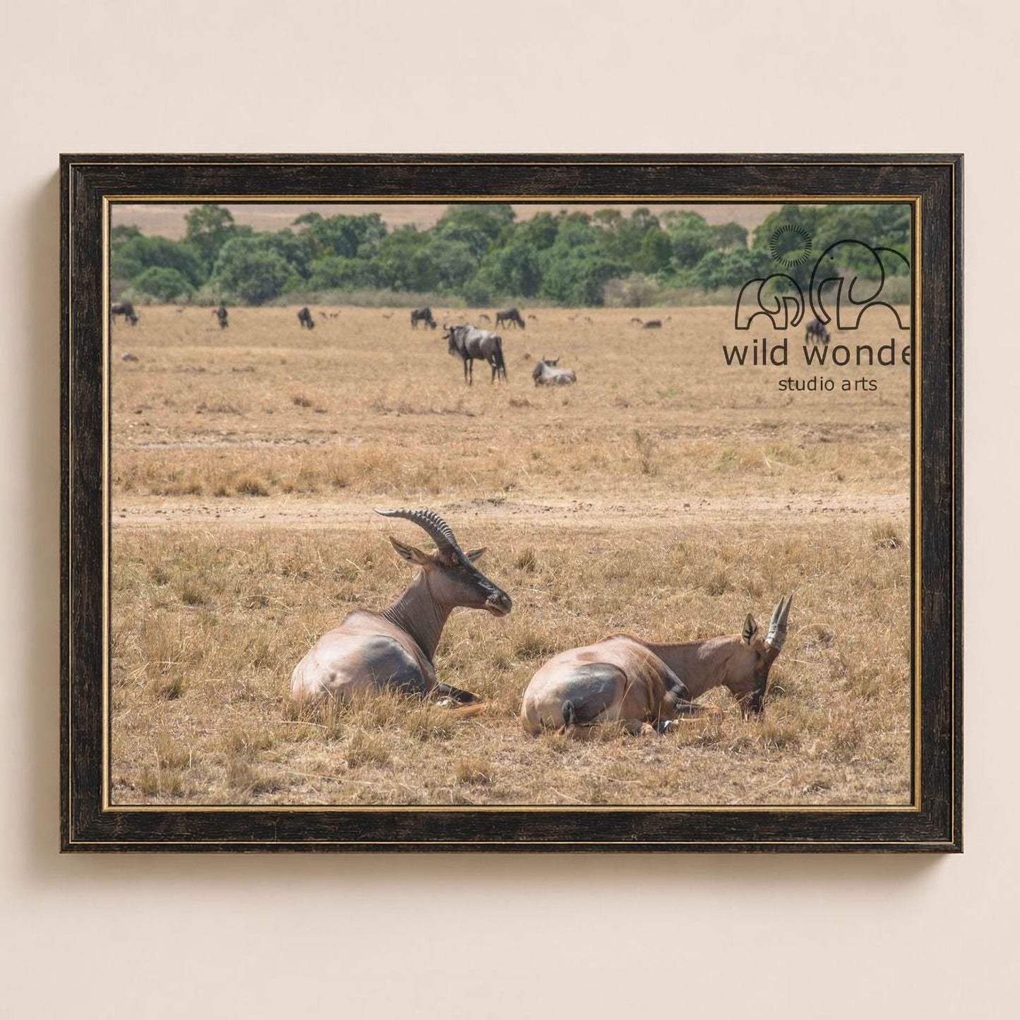 A framed photograph of a group of wildebeests resting in a dry grass field, with a studio arts logo visible in the corner.