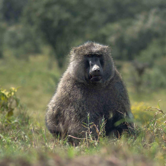 A large, furry animal with a prominent snout is sitting in a grassy field, surrounded by trees and bushes.
